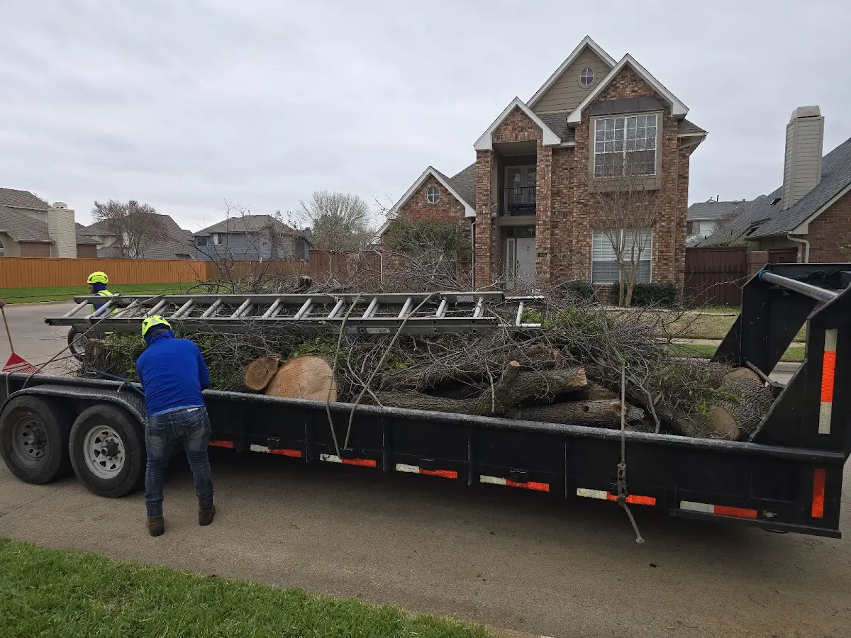 Expert Tree Removal with proper safety equipment in Stratford
